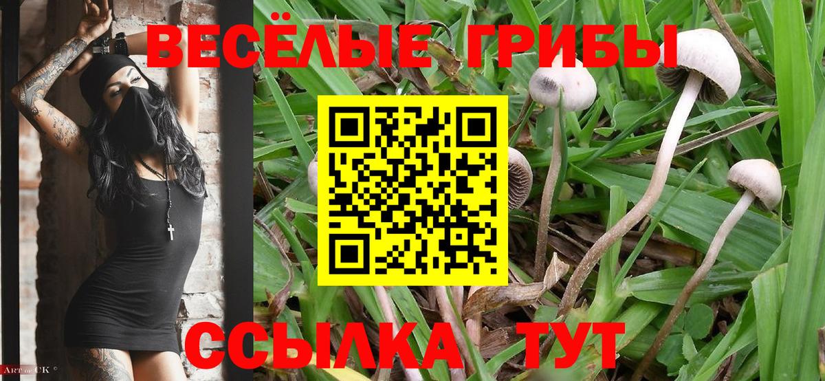 Ипатово  Псилоцибиновые грибы MAGIC MUSHROOMS  Вход с VPN 